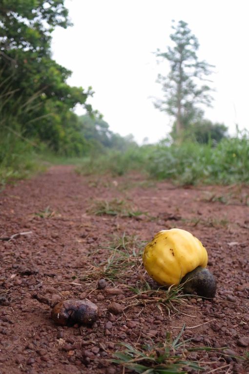 Petit coin de vie extra-Abidjanaise