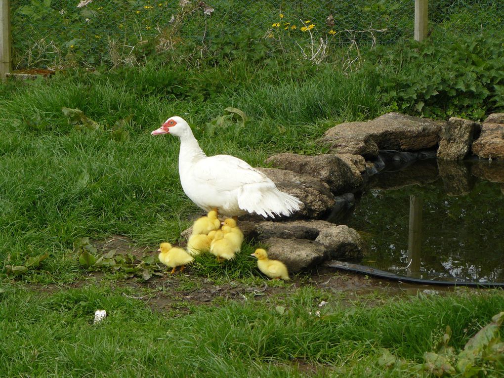 Album - Canards de Barbarie