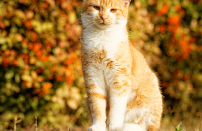 Comment prendre soin de mon chat en automne ?