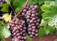 #Pinot Gris Producers Central Valley California Vineyards 