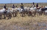 En pleine famine, l'Éthiopie vend ses terres fertiles à des multinationales
