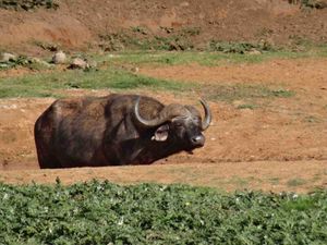 Faune d'Afrique