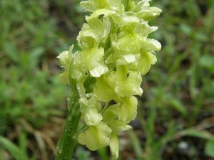 Orchis pale