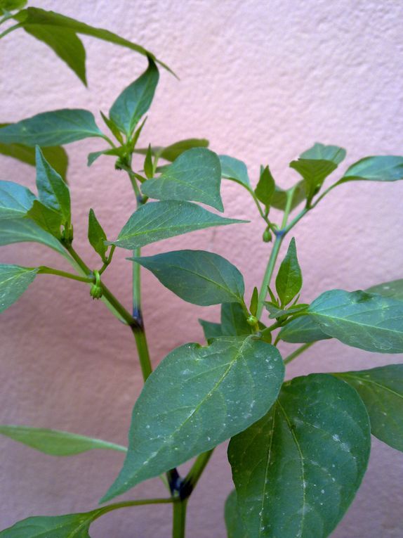 Album - Piment-de-cayenne