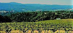 #Cabernet Franc Wine Producers New Jersey Vineyards