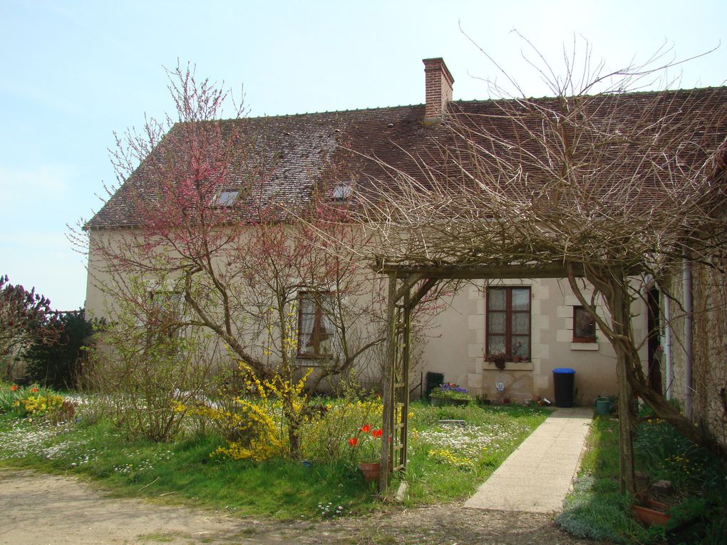 Gîte, ses fleurs et ses animaux (rencontres inattendues dans le jardin...Hérisson, Guêpiers, Huppe fasciée...))