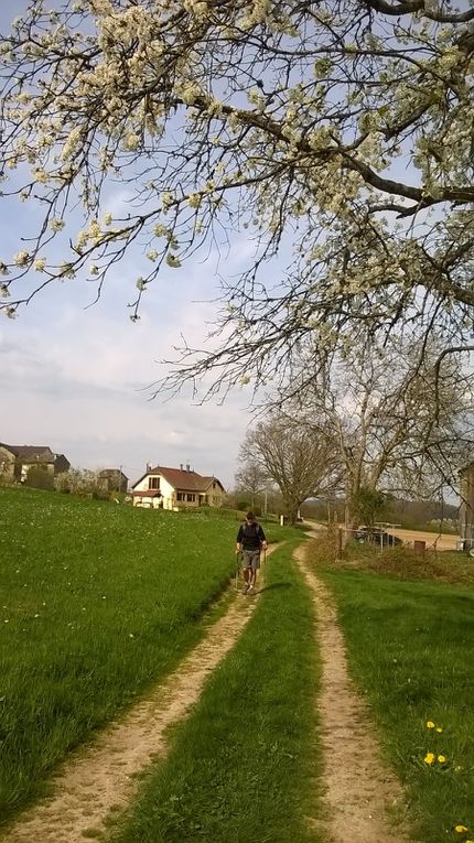 LES CERISIERS: DEUXIEME !