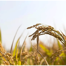 L'édition du génome utilisée pour créer un riz résistant à des maladies