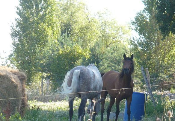 un cheval en pension pour deux mois, quelques séances de dressage en amazone ou à califourchon, un cheval au pré...Kitano, dit Lulu!