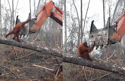 Orang Utan verteidigt sein Heim gegen Abholzung in Indonesien