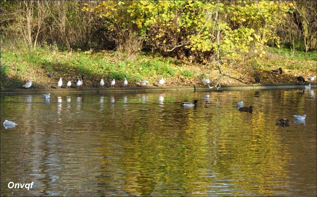 Lac de Saint-Mandé, Paris AA