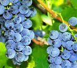 #DeChaunac Wine Producers Pennsylvania Vineyards