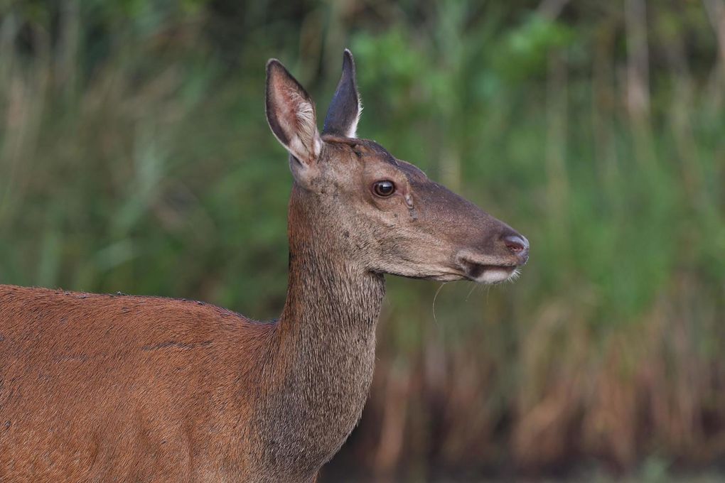 Quand la harde passe un peu trop près. Biche, faon, daguets (cerf élaphe).