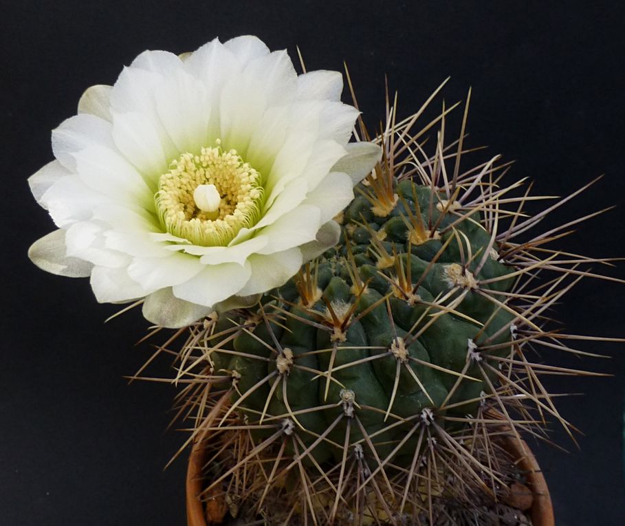 Plantes au port habituellement bas et à la spination très variable. Les fleurs se caractérisent par leur calice nu et écailleux. Le genre a une vaste aire de répartition dans les 2 tiers sud de l'Amérique du sud. Album des espèces de A à M.