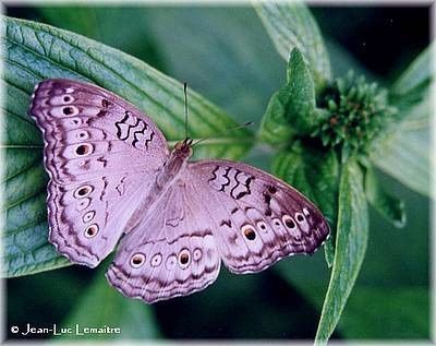Album - Lovely butterflies