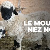 Moutons blancs, nez noirs - Les chouchous du Valais - Regarder le documentaire complet | ARTE