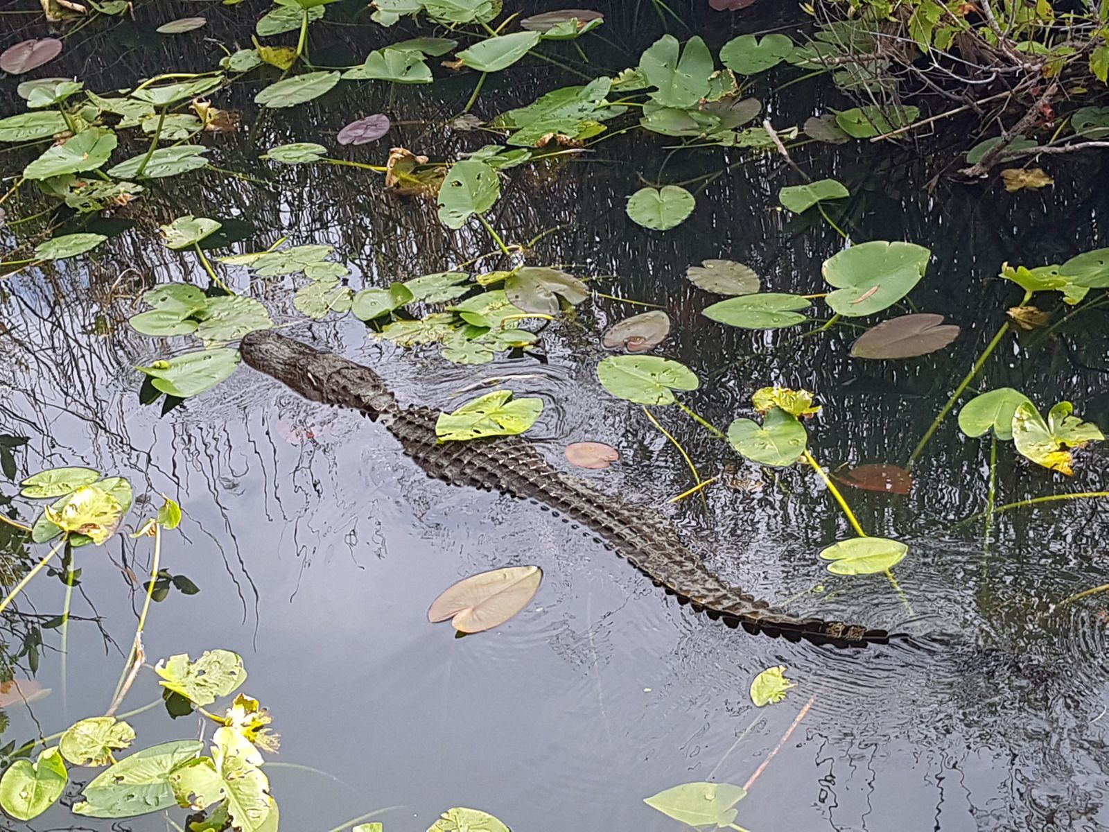 Anhinga trail alligator