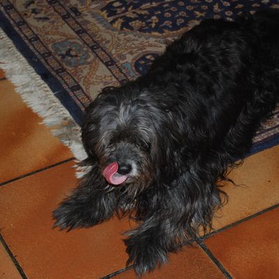 Un petit chien mais c'était le mien