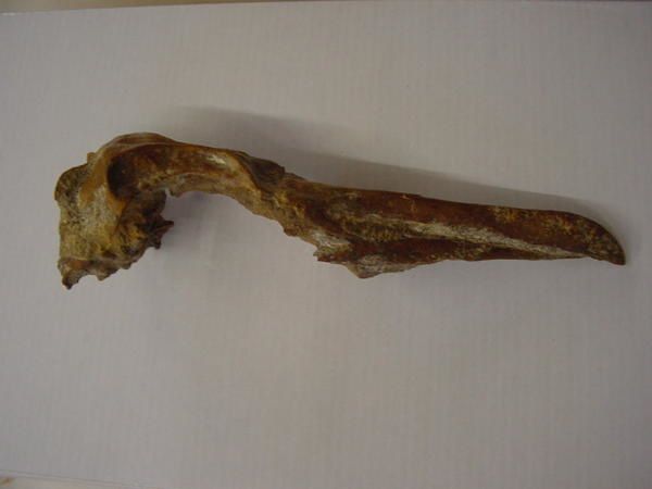 <p> </p>
<p>Animaux difficilement fossilisable par excellence, leurs os creux fragiles et leurs plumes ne sont pas idéales pour la conservation sous forme fossile !</p>
<p>Néanmoins quelques vestiges sont connus, extraits de ma collection personnelle, je suis heureux de vous les présenter ici.</p>
<p>Phil "Fossil"</p>
<p> </p>