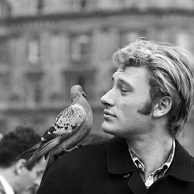 Chansons de Johnny HALLYDAY