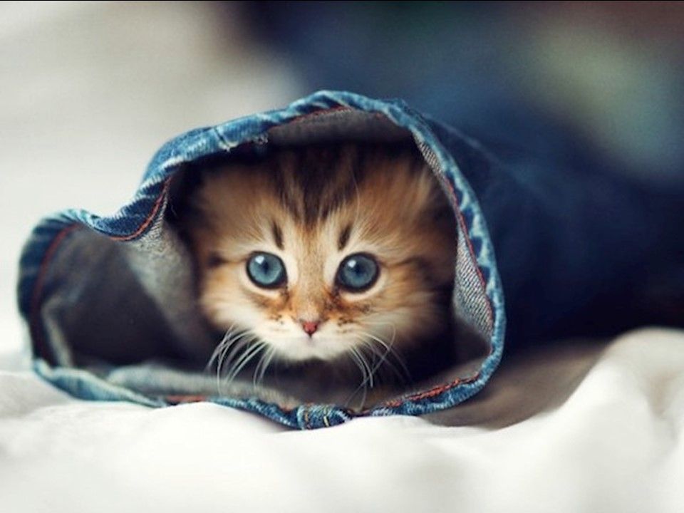 Divers - Il fallait l'attraper