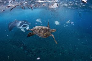 Pollution plastique des mers : un océan de bonnes intentions