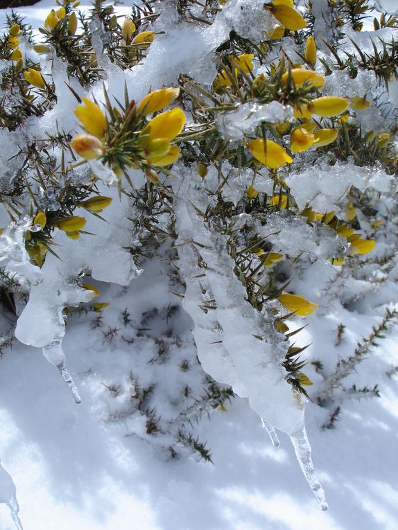 Neige à Madère en Mars 2011 - Episode rare sur cette île.