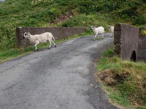 Dingle et sa péninsule : bienvenue dans la véritable campagne irlandaise !