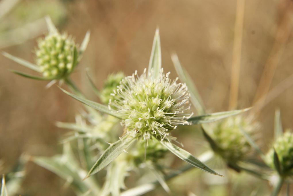 Quelques unes de mes photos en macro