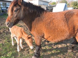 Naissance Erryne kezeghunvre