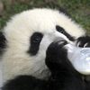 Pandas : "vu sur le web"