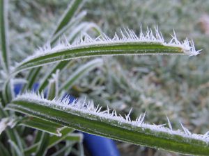 Frostweiß auf Gartendeko und Pflanzen