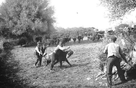 AFFILÉRA :  Dressage des animaux domestiques.