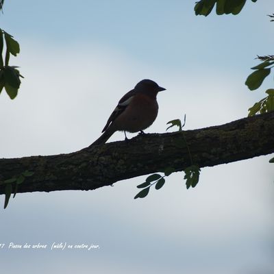 Dans mon jardin  04/06/17