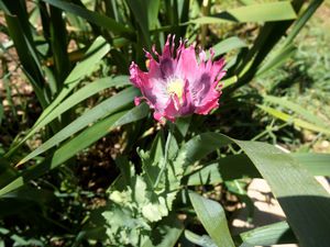 Et en prime un petit cadeau de Dame Nature trouvé dans mon jardin (2 pieds de Pavot rouge)