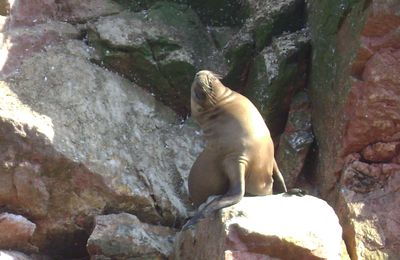 Islas Ballestas