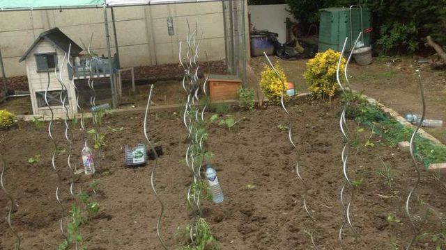 Mes tomates enfin au jardin 