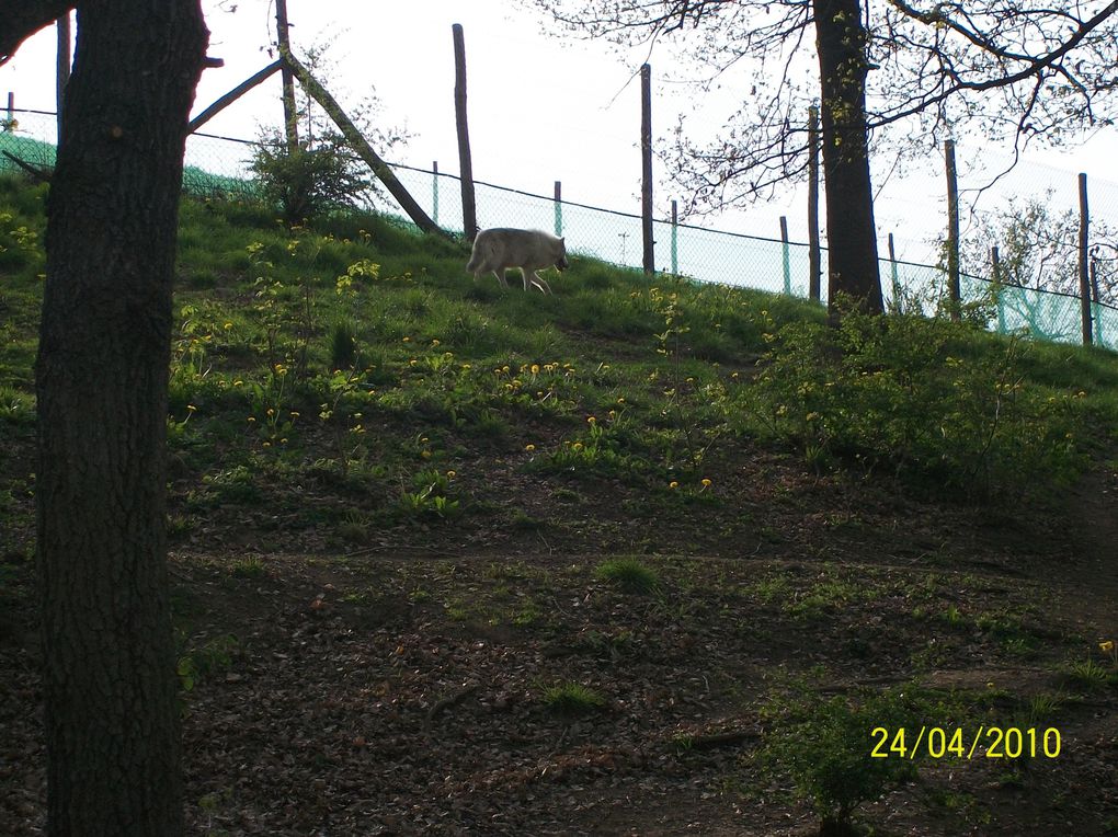 Album - ZOO ST MARTIN DE LA PLAINE