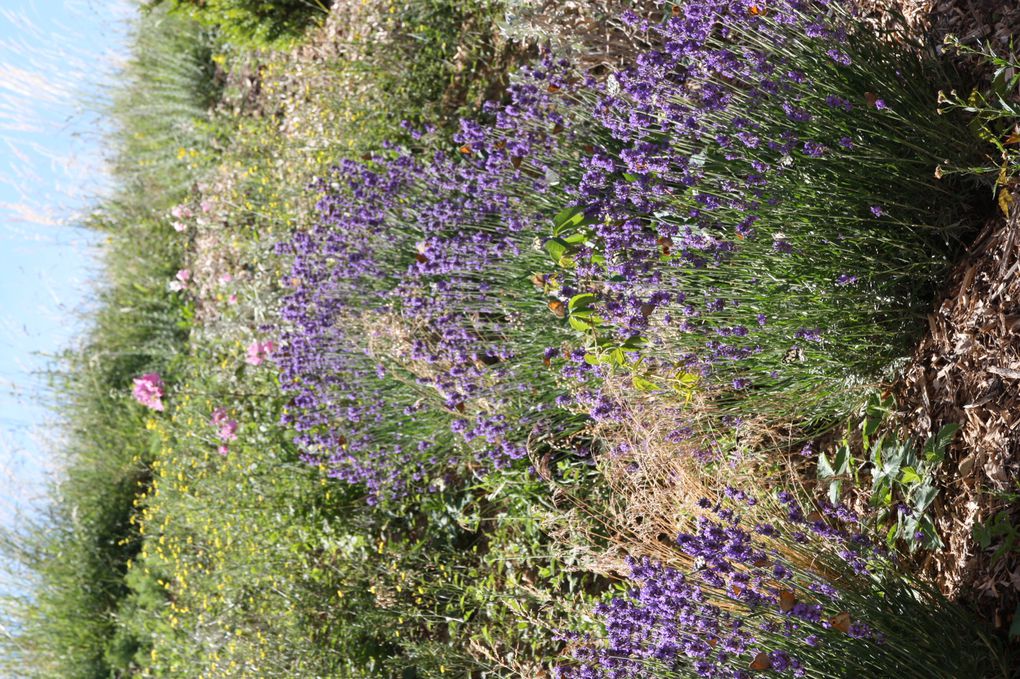 le jardin qui pousse au gres des saisons