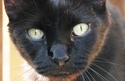 Le refuge des pachats du bastion. Les chats du Château d'Oléron. Juillet 2020.