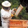 Cultivos transgénicos: Efectos en la apicultura y en su exportación