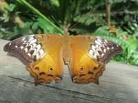 Nous avions aussi accès à la nurserie avec toutes les chenilles et les chrysalides. Le bleu est un papillon Ulysse, le plus connu et le plus difficile à prendre en photo: il se pose rarement et lorsque c'est le cas il replie ses ailes qui sont brunes à l'extérieur.