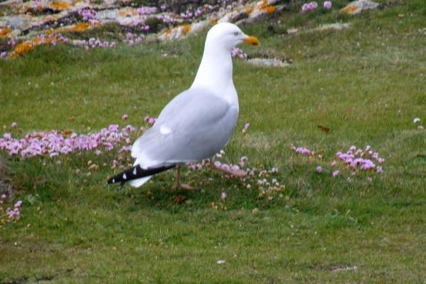 Album - ouessant