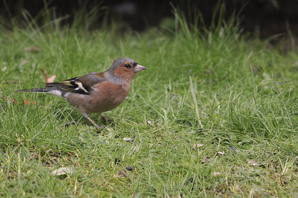 Album - Les oiseaux des jardins