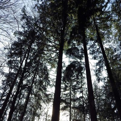 Petits trésors des Vosges : Les arbres du bois des Drailles