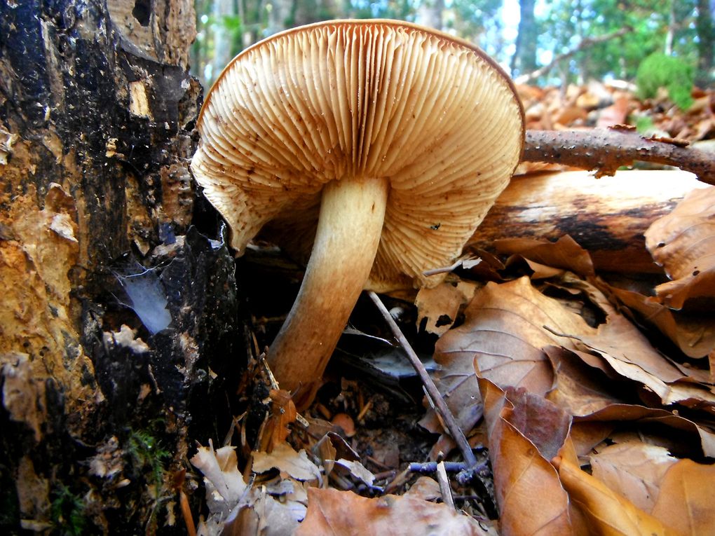 Album - St Pierre d'Entremont automne