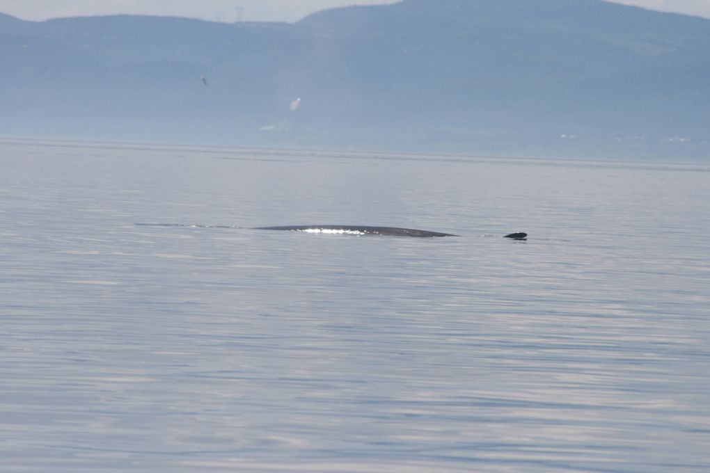 Album - Baleines-du-St-Laurent