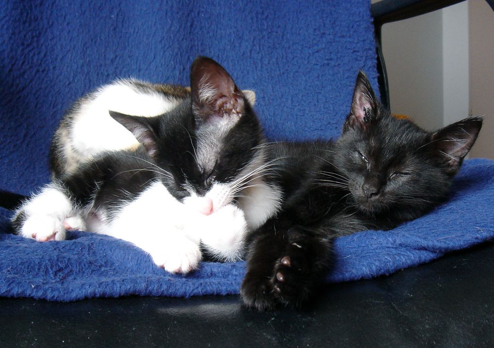 uatre chatons nés dans une cabane de jardin à Villeparisis début avril 2013.