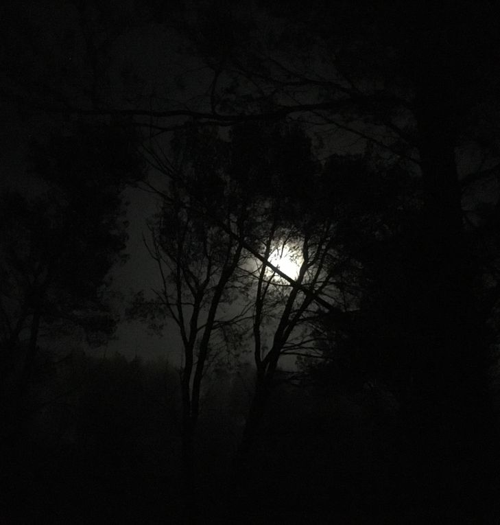 ''Série clair de Lune '' Forêt de Frigolet 2019  Dimensions 11/11 cm et Format 10/13 cm 