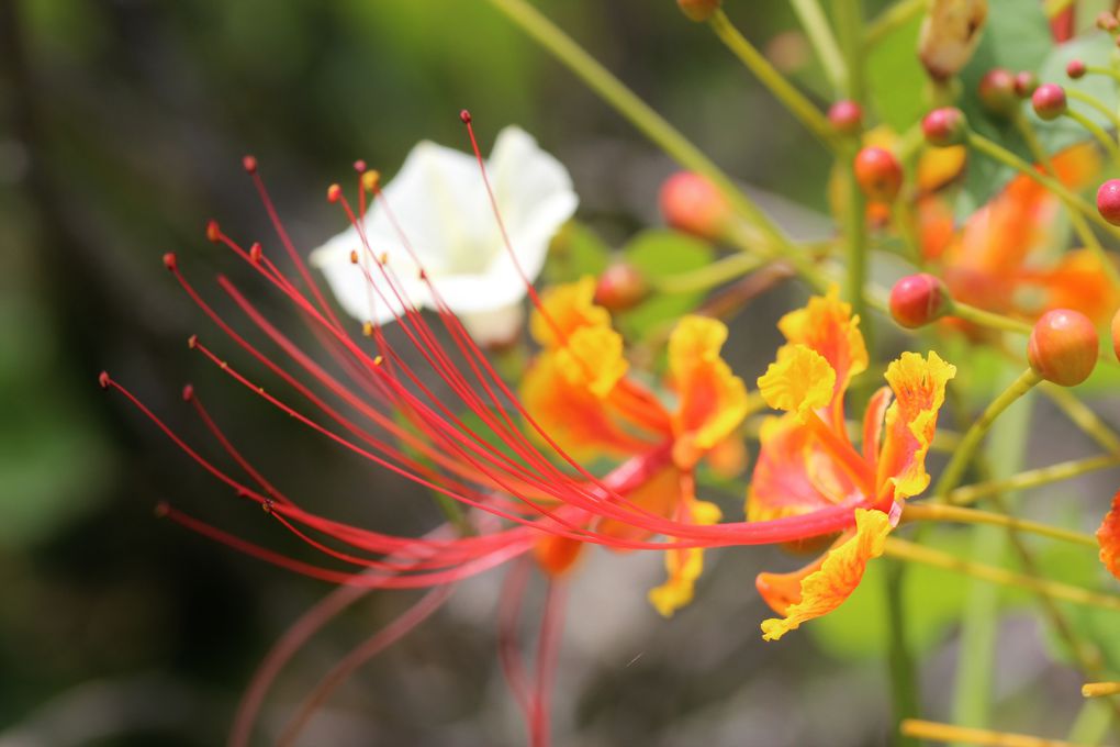 Album - Flore-mauricienne